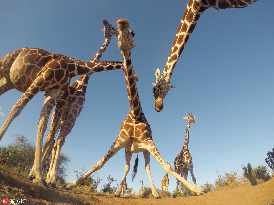 仰拍肯尼亚长颈鹿仿佛巨兽!大长腿无死角!