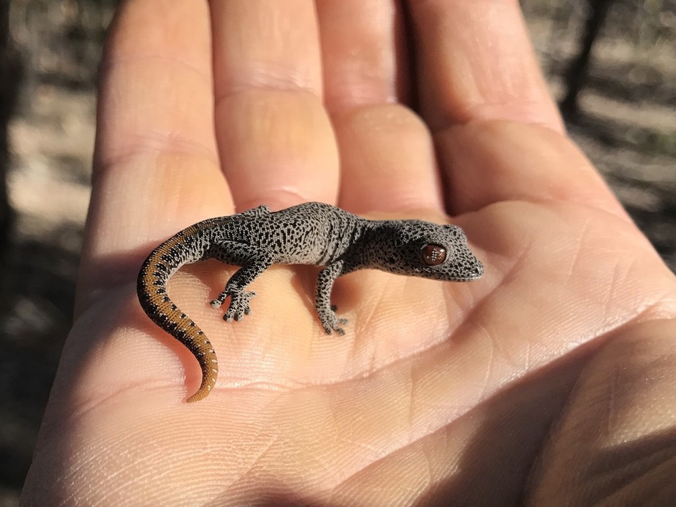 小模样凶极了金尾守宫竖起尾巴喷射恶臭液体当武器