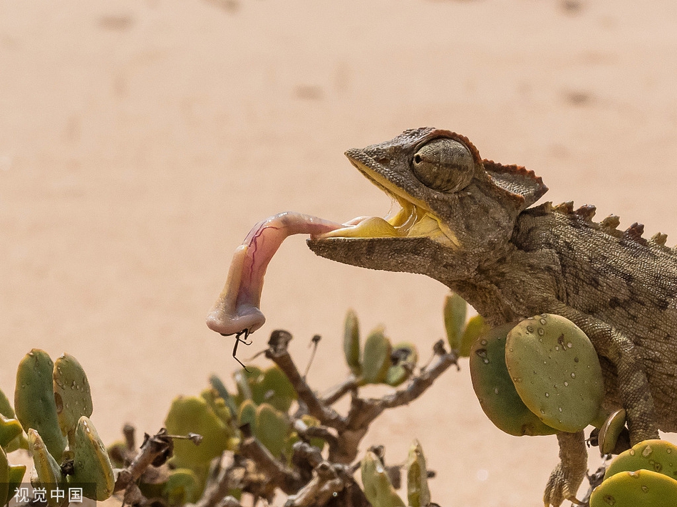 眨眼之间!变色龙迅速捕食苍蝇展现惊人舌功