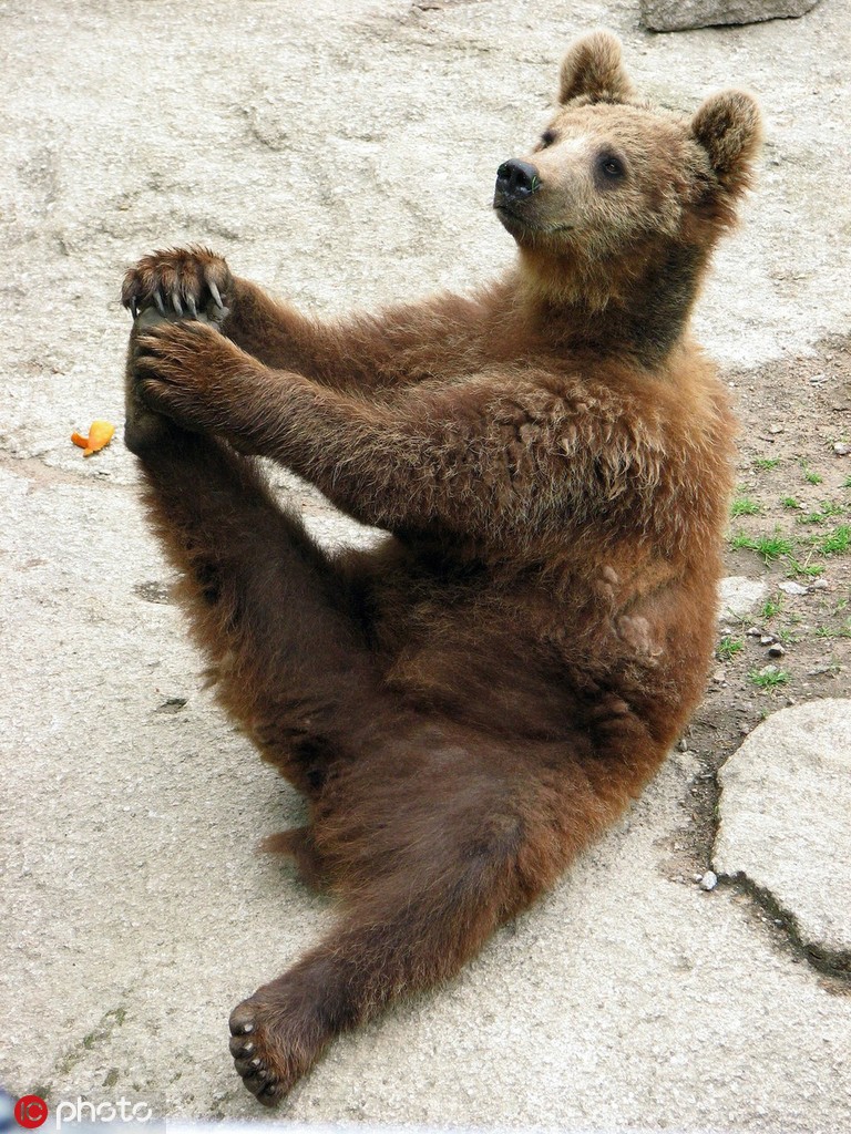 动物界"拉筋"高手身手不凡:一招一式动作标准