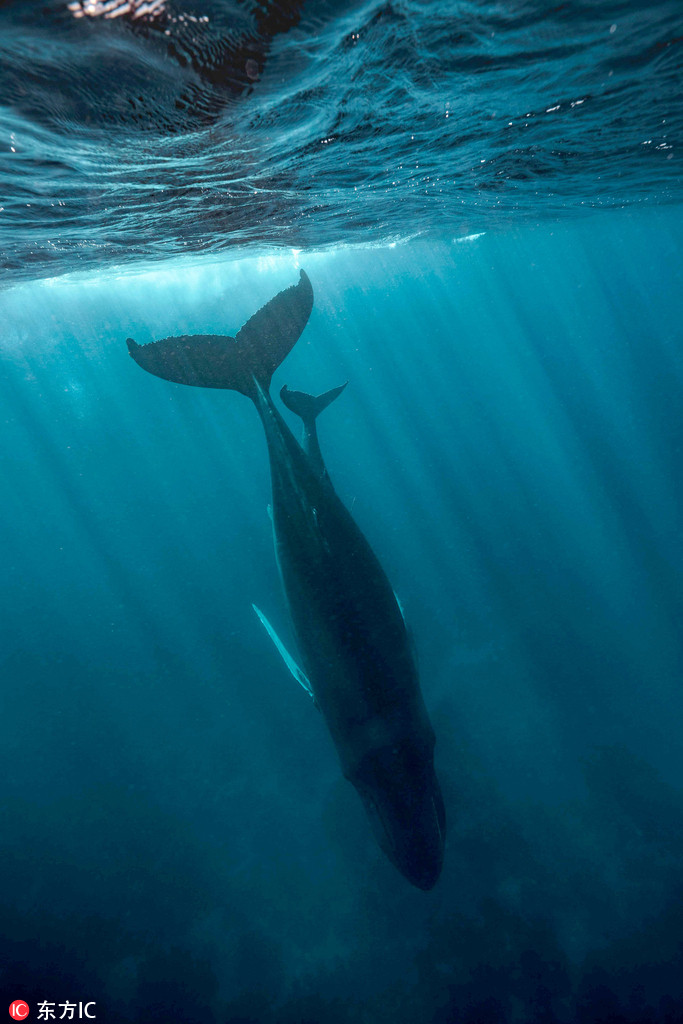 摄影师潜入海洋深处记录鲸鱼妈妈哺乳瞬间
