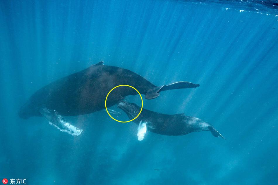 电脑上wap网:潜入海洋深处鲸鱼哺乳瞬间_新浪图片