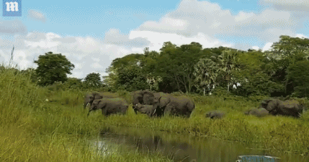 突然一条鳄鱼从水中一跃而起,咬住其中一头大象的鼻子