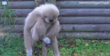 动物园白掌长臂猿第一次见到老鼠的反应:手舞足蹈般颤抖_高清图集