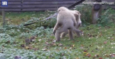 动物园白掌长臂猿第一次见到老鼠的反应:手舞足蹈般颤抖