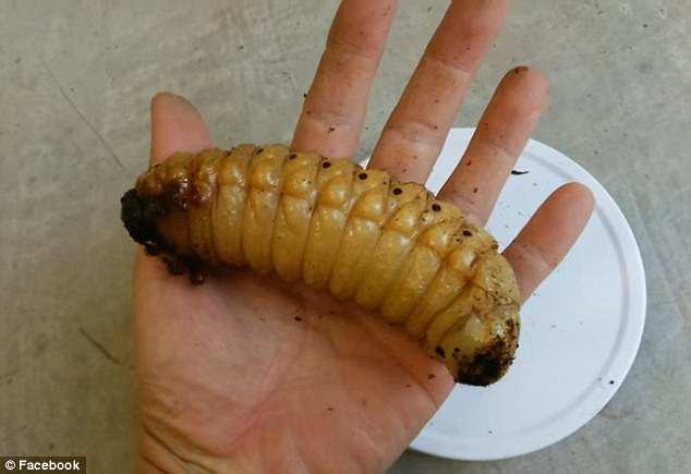 独角仙吓人外形如同外星生物:成虫只能活三到六个月