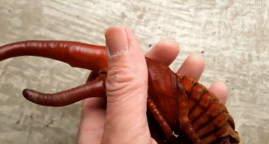 独角仙吓人外形如同外星生物：成虫只能活三到六个月