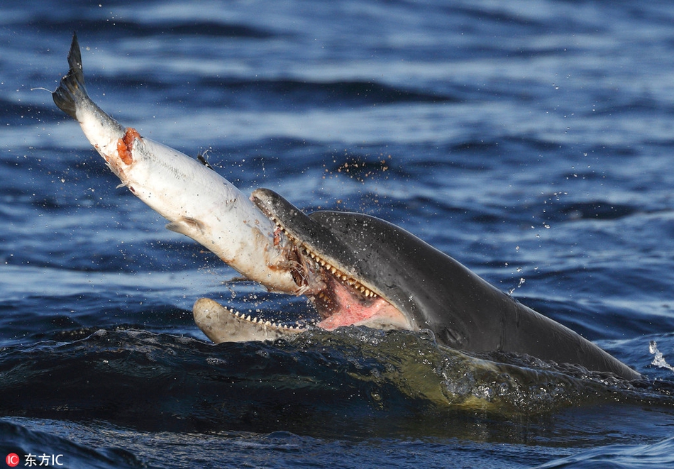 温顺海豚也有这一面:捕食三文鱼大口吞咽