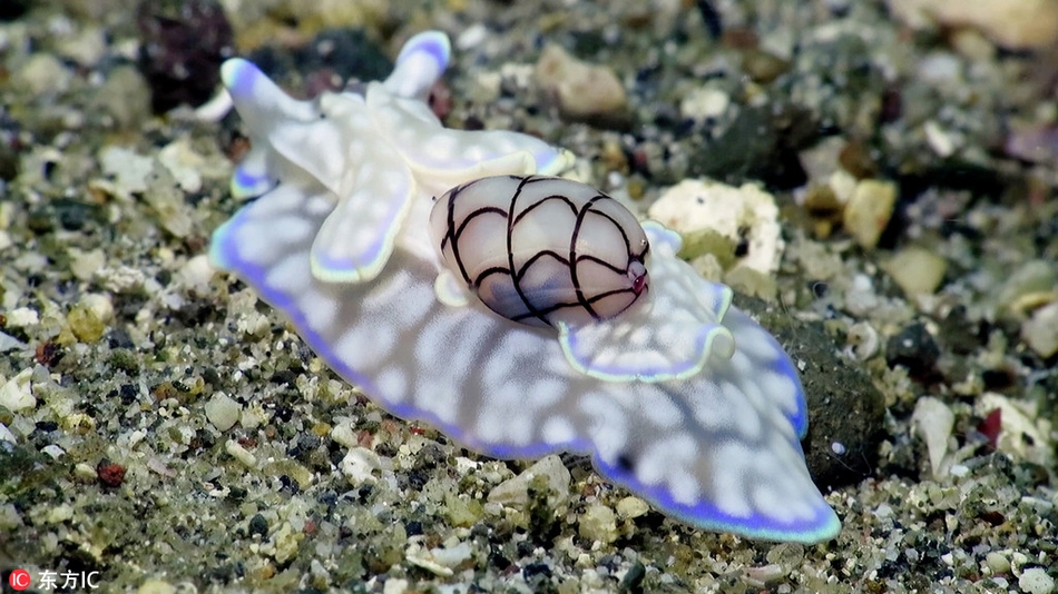 潜水员意外邂逅罕见海蜗牛 通身粉嫩透明萌翻网友