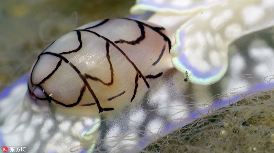 潜水员意外邂逅罕见海蜗牛 通身粉嫩透明萌翻网友