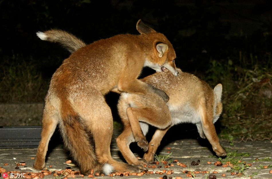 英国两只狐狸打闹抢夺食物姿势太污不敢看