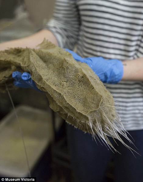 猜你喜欢 32 / 45 玻璃海绵的硅质骨针能聚合形成网状的骨架,有些骨针