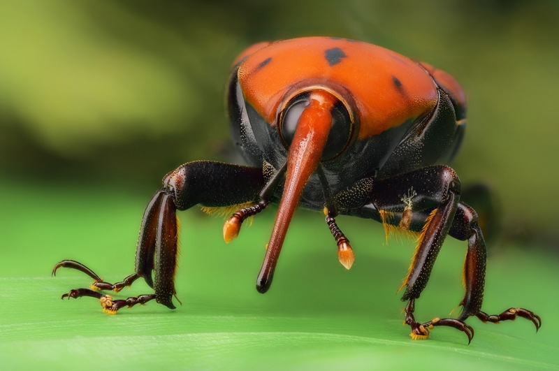 微距观红棕象甲:模样可爱宛若拳击手