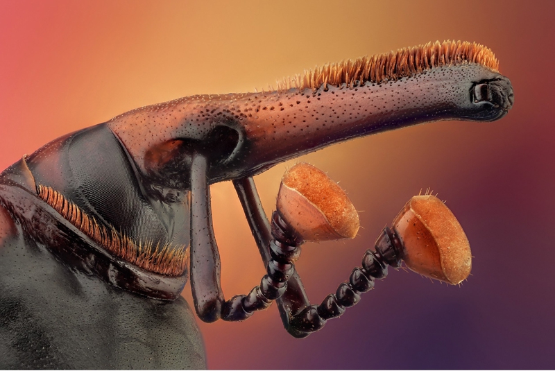 微距观红棕象甲:模样可爱宛若拳击手_高清图集_新浪网