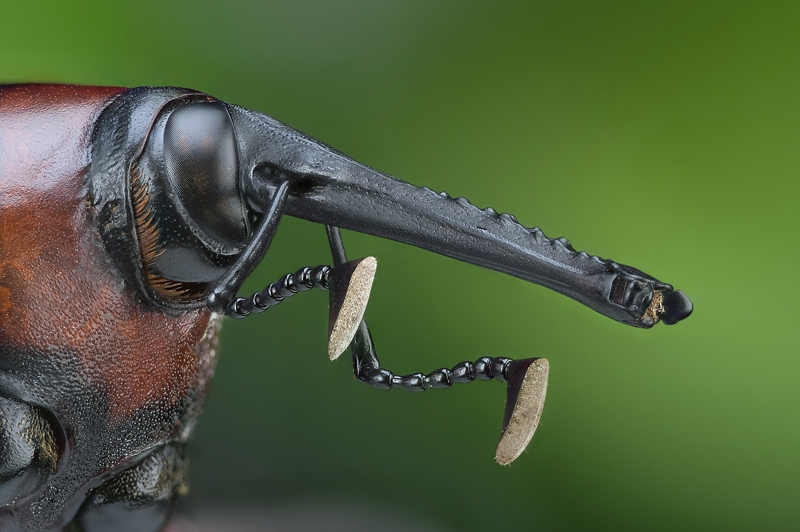 微距观红棕象甲:模样可爱宛若拳击手_高清图集_新浪网