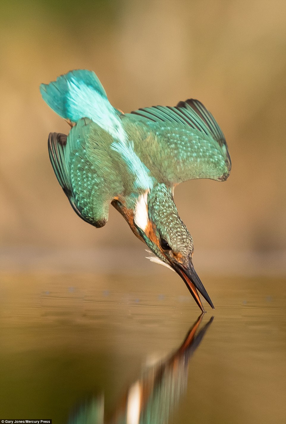 完美入水:业余摄影师花费4年5万次抓拍翠鸟捕鱼画面