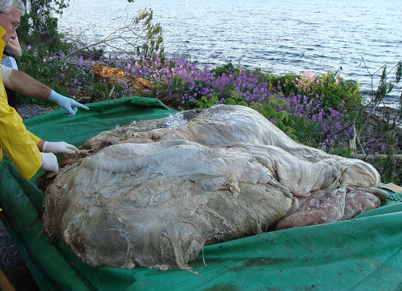 加博物馆展200公斤蓝鲸心脏标本 堪比轿车_高清图集_新浪网