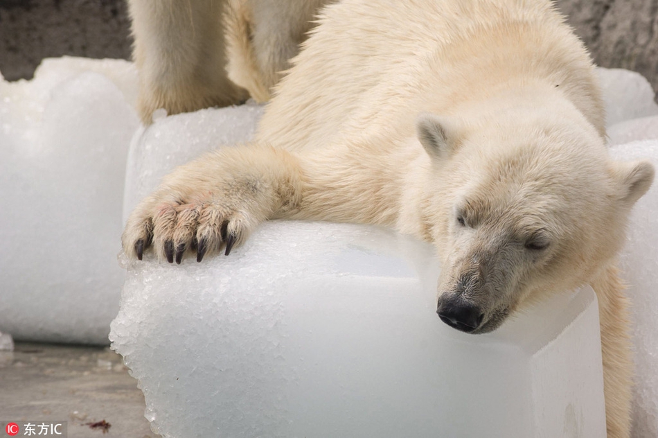 高温天北极熊热瘫趴冰块上消暑谁也别想让我起来