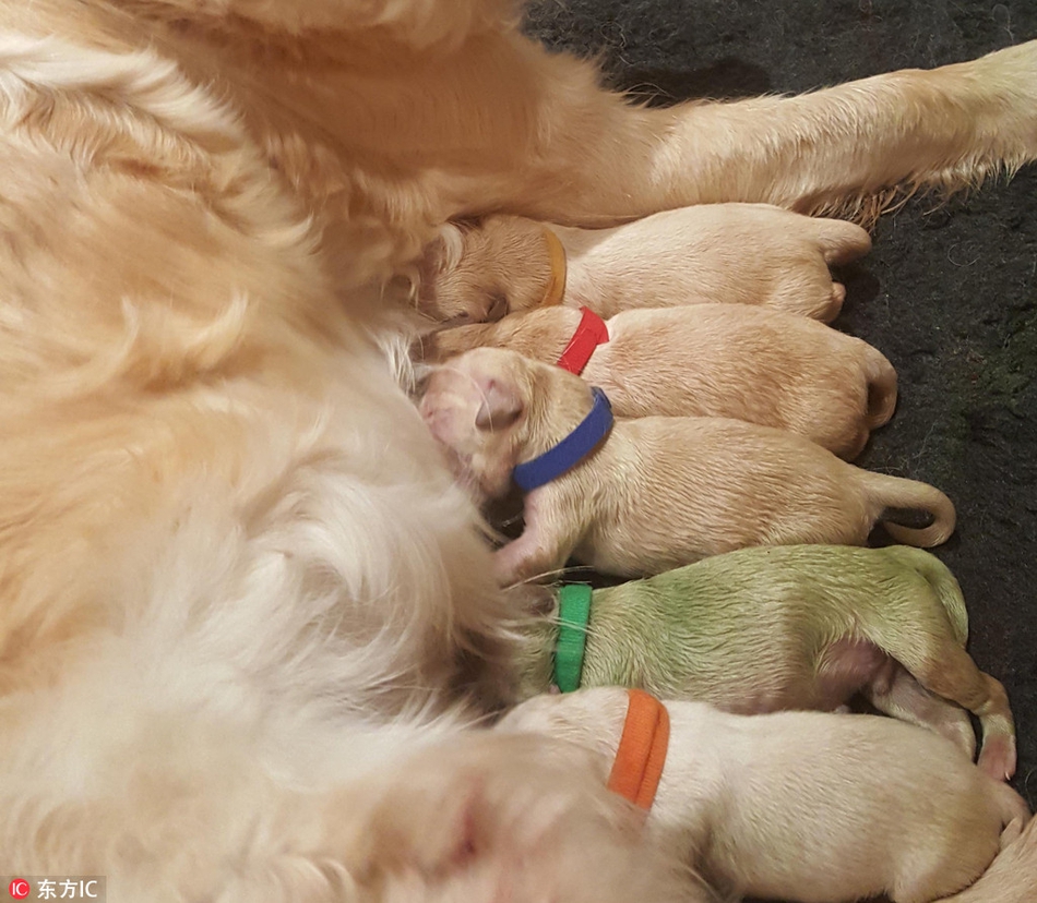 金毛产下绿色狗崽全球仅三只