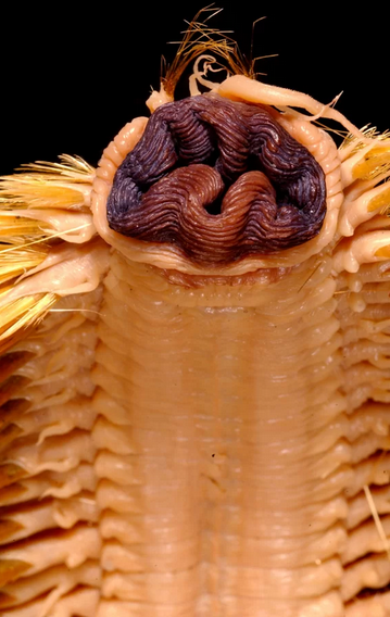 南极奇特巨型海鳞虫:身体遍布刚硬鬃毛 牙齿会伸长