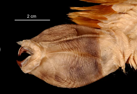 南极奇特巨型海鳞虫:身体遍布刚硬鬃毛 牙齿会伸长