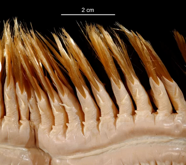 南极奇特巨型海鳞虫:身体遍布刚硬鬃毛 牙齿会伸长