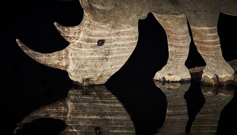 事实上,黑犀牛生性胆小,而且极度濒危,如今确定存活