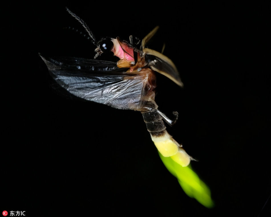黑夜中的光柱:摄影师拍萤火虫 身体构造清晰可见_高清图集_新浪网