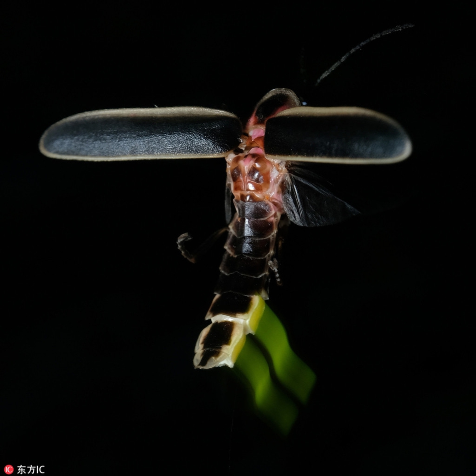 黑夜中的光柱:摄影师拍萤火虫 身体构造清晰可见