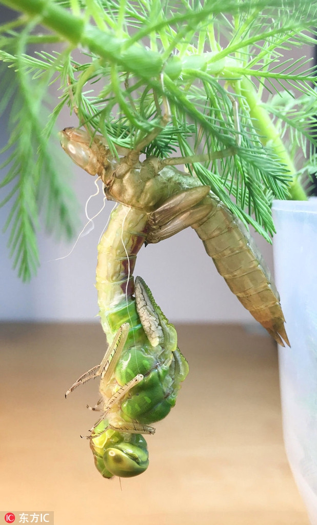 延时录像记录蜻蜓破蛹全过程