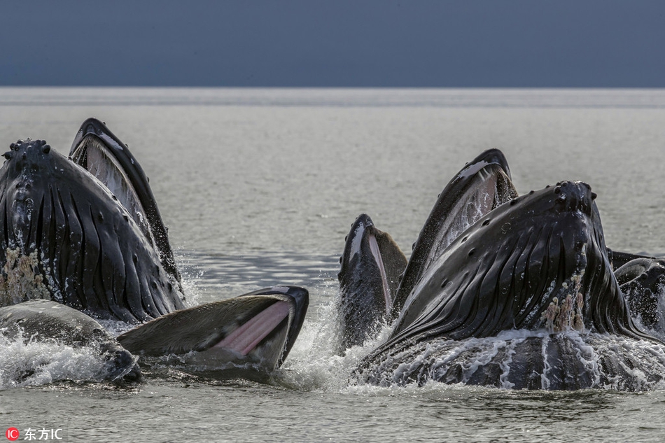 摄影师捕捉座头鲸"狩猎"场景 撒泡泡网捕鱼精诚合作