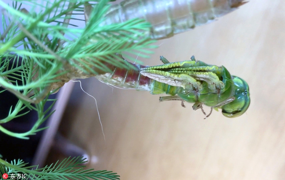 生命顽强!延时录像记录蜻蜓破蛹全过程