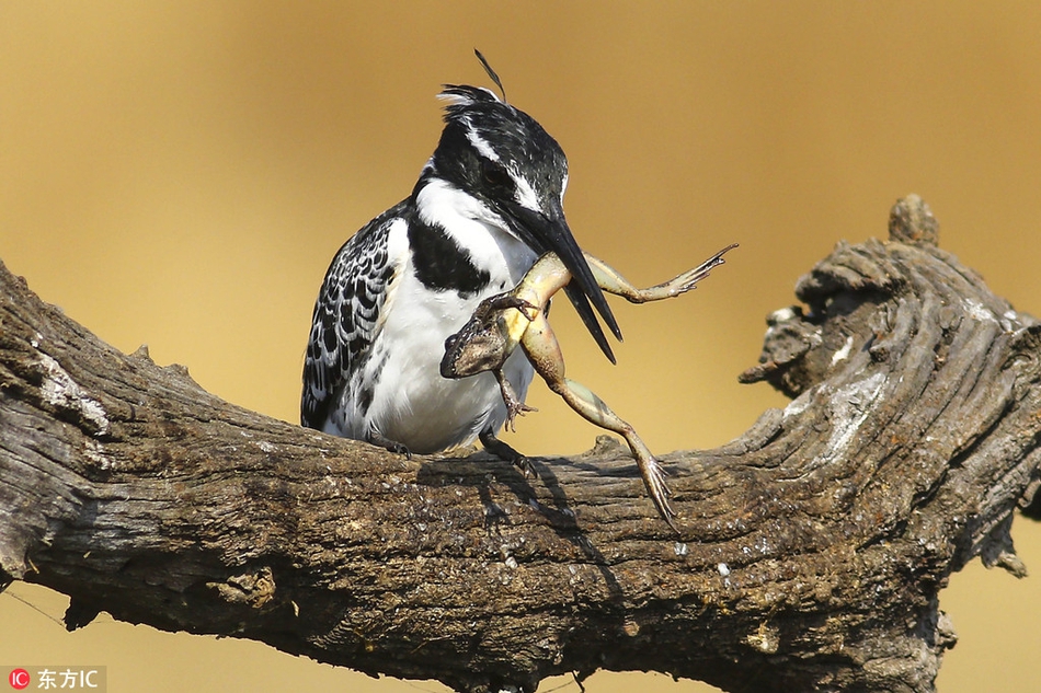 南非翠鸟粗鲁捕食青蛙肆意甩动把玩一番再下肚