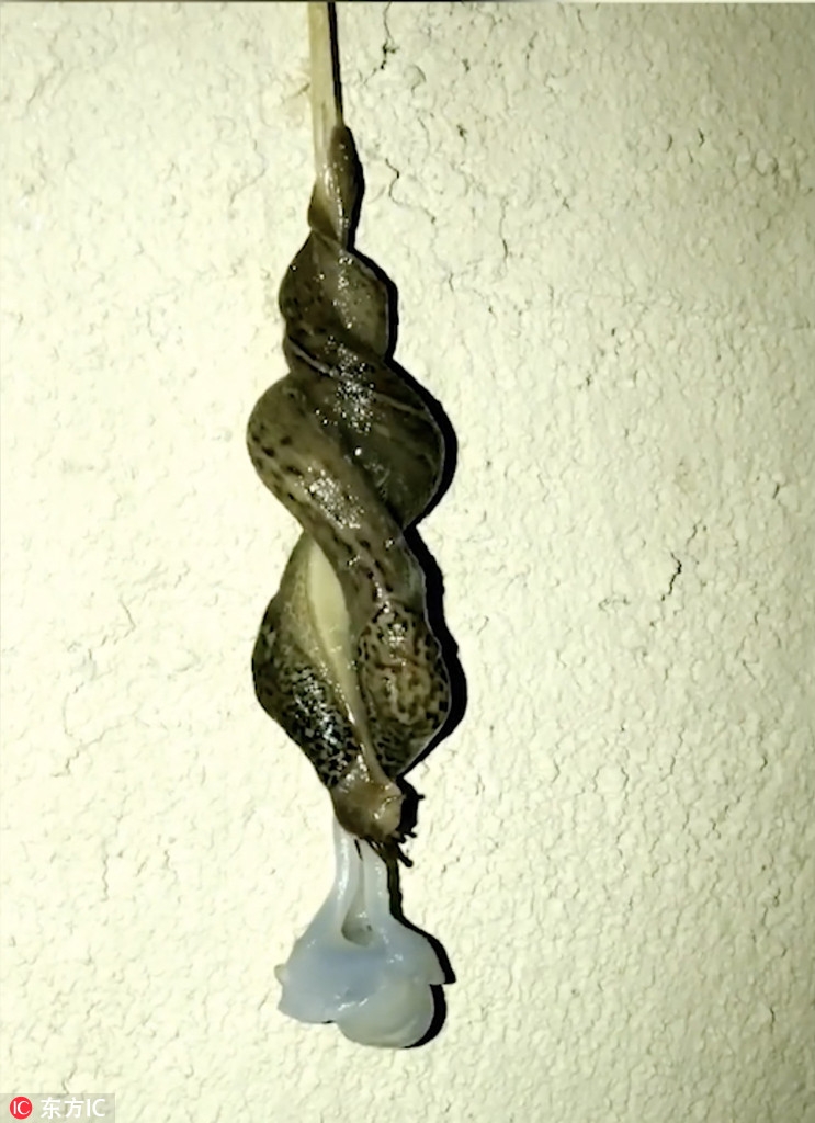鼻涕虫交配全过程:吐粘液悬挂墙壁爱的难舍难分_高清图集_新浪网