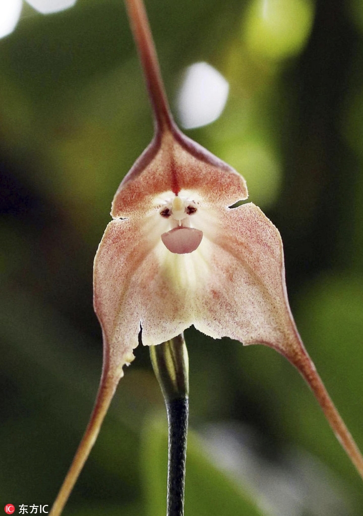 日本京都植物园"猴脸兰花"盛开 长相奇异似美猴王