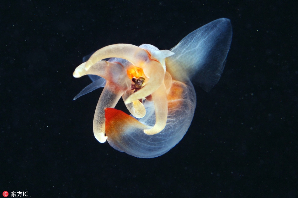 珍稀冰海精灵深海交配:"海天使"浮动梦幻姿态优雅