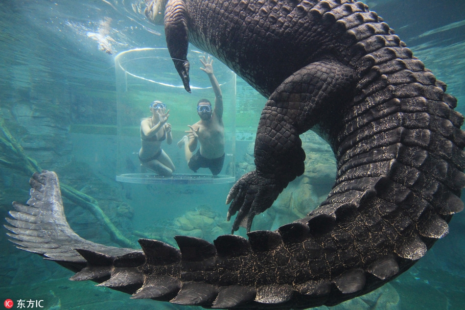 澳洲鳄鱼湾乐园"死亡之旅":与凶猛巨鳄零距离接触