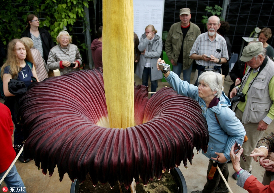 世界最臭花"尸香魔芋"开花引围观 高度达2米