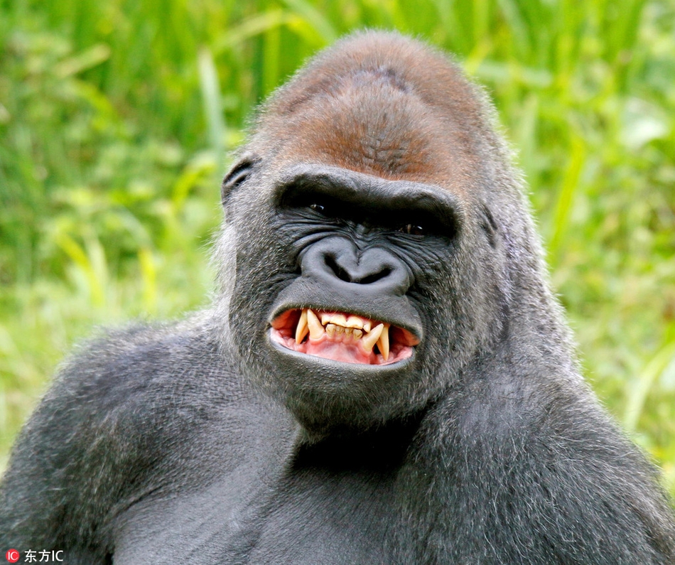 英动物园大猩猩上演"微笑恐吓" 龇牙咧嘴你怕了吗?