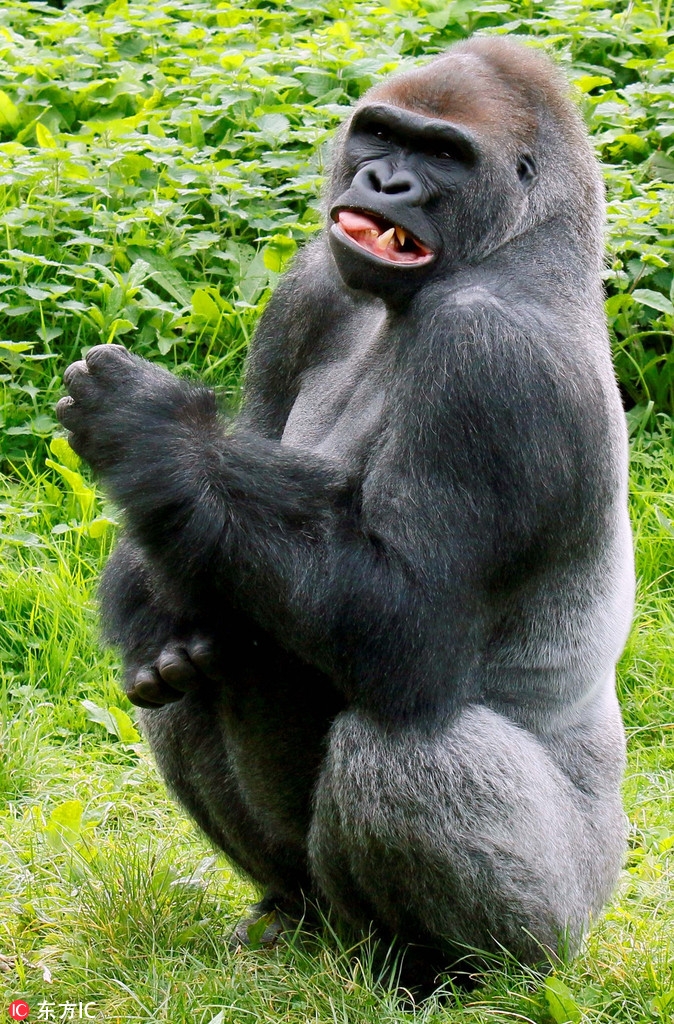 英动物园大猩猩上演"微笑恐吓" 龇牙咧嘴你怕了吗?