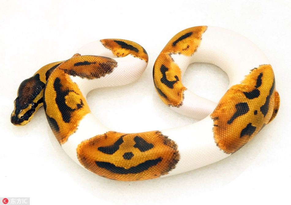 奇特白球蟒天生自带南瓜灯图案狰狞表情不能再逼真