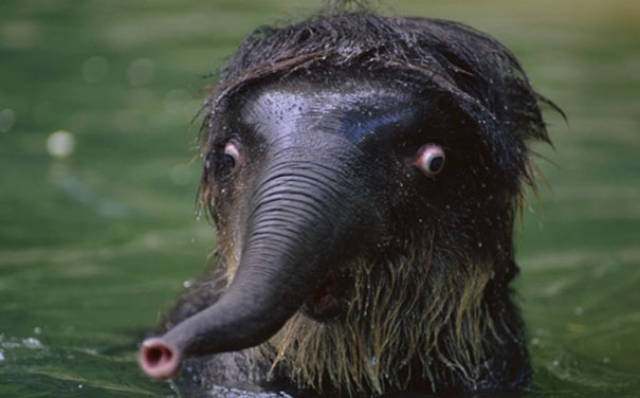 摄影师你出来保证不打你动物龇牙咧嘴搞怪瞬间