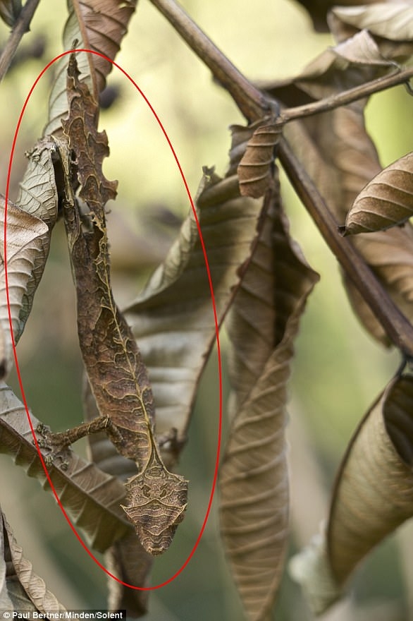 考眼力!马达加斯加壁虎完美伪装术巧妙融入自然