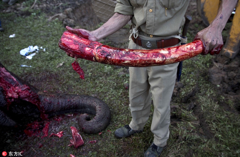 印度野生大象中毒身亡被割象牙