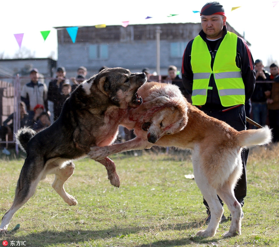 吉尔吉斯斯坦举行斗狗比赛 猎狼犬激烈"厮杀"血染身体_高清图集_新浪