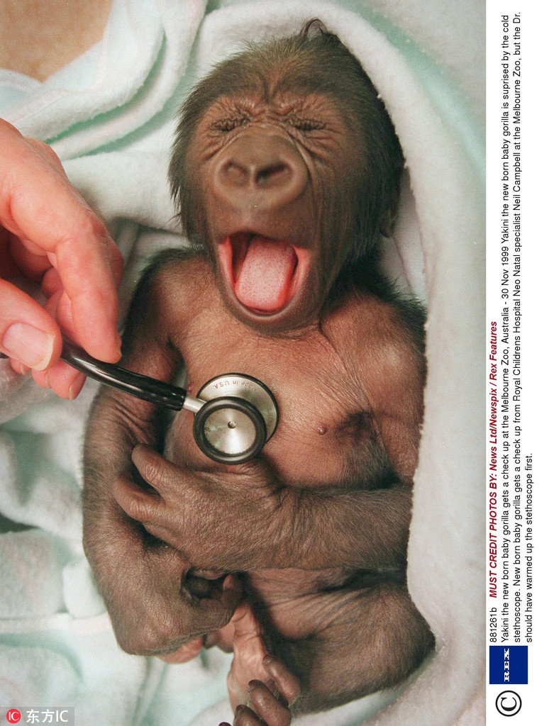 围观小动物看病做检查 惊恐绝望你们要对本宝宝做什么?