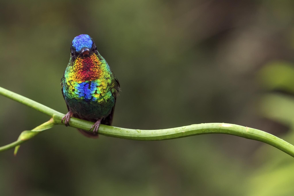 上帝打翻了调色盘!火喉蜂鸟羽毛颜色艳丽如彩虹