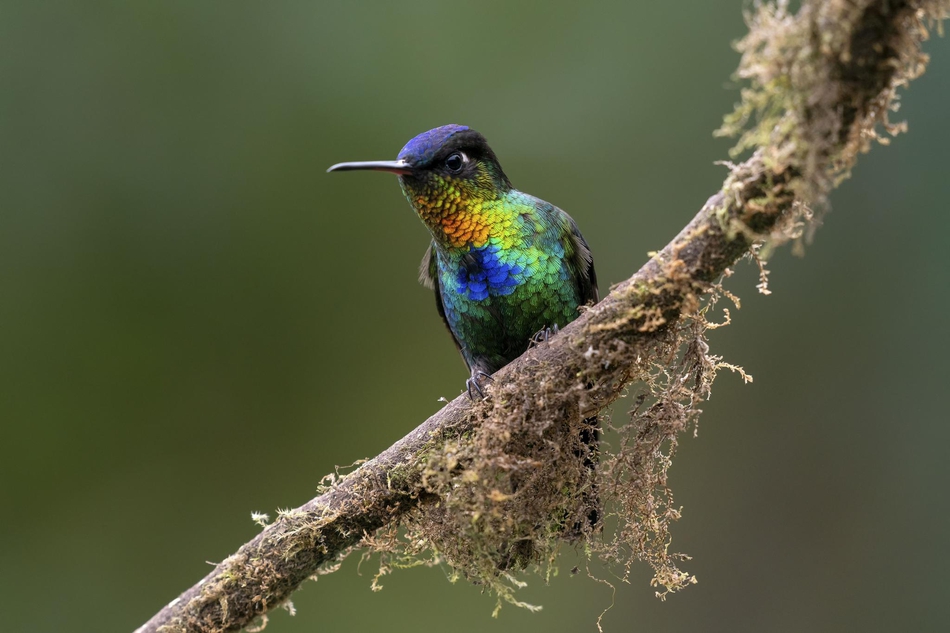 上帝打翻了调色盘!火喉蜂鸟羽毛颜色艳丽如彩虹