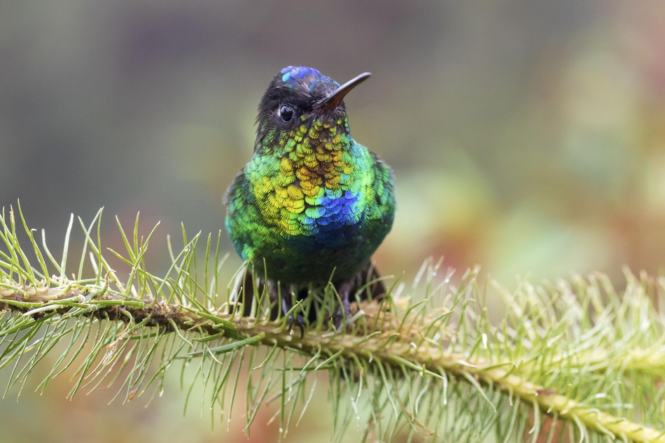 上帝打翻了调色盘!火喉蜂鸟羽毛颜色艳丽如彩虹