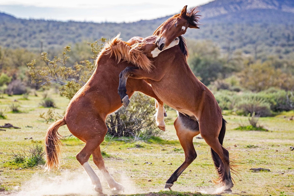 野马上演"拳击"大战:前蹄跃起战况激烈_高清图集_新浪网